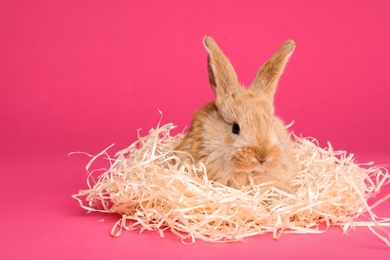 Adorable furry Easter bunny with decorative straw on color background, space for text