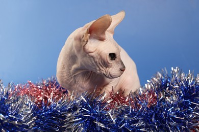 Adorable Sphynx cat with colorful tinsels on blue background