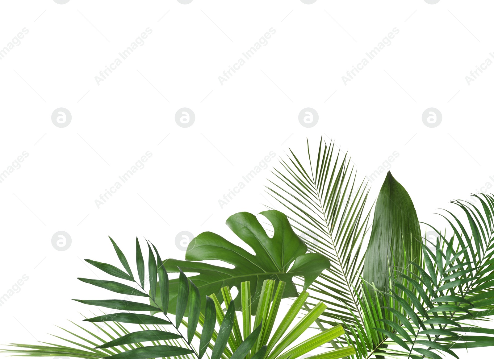 Image of Set of different lush tropical leaves on white background