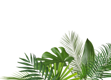 Set of different lush tropical leaves on white background