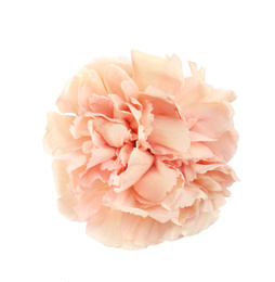 Photo of Beautiful fresh carnation flower on white background