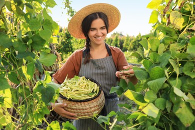 Photo of Young woman harvesting fresh green beans in garden