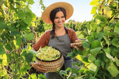 Young woman harvesting fresh green beans in garden