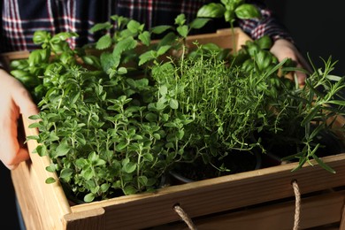 Woman holding wooden crate with different potted herbs, closeup