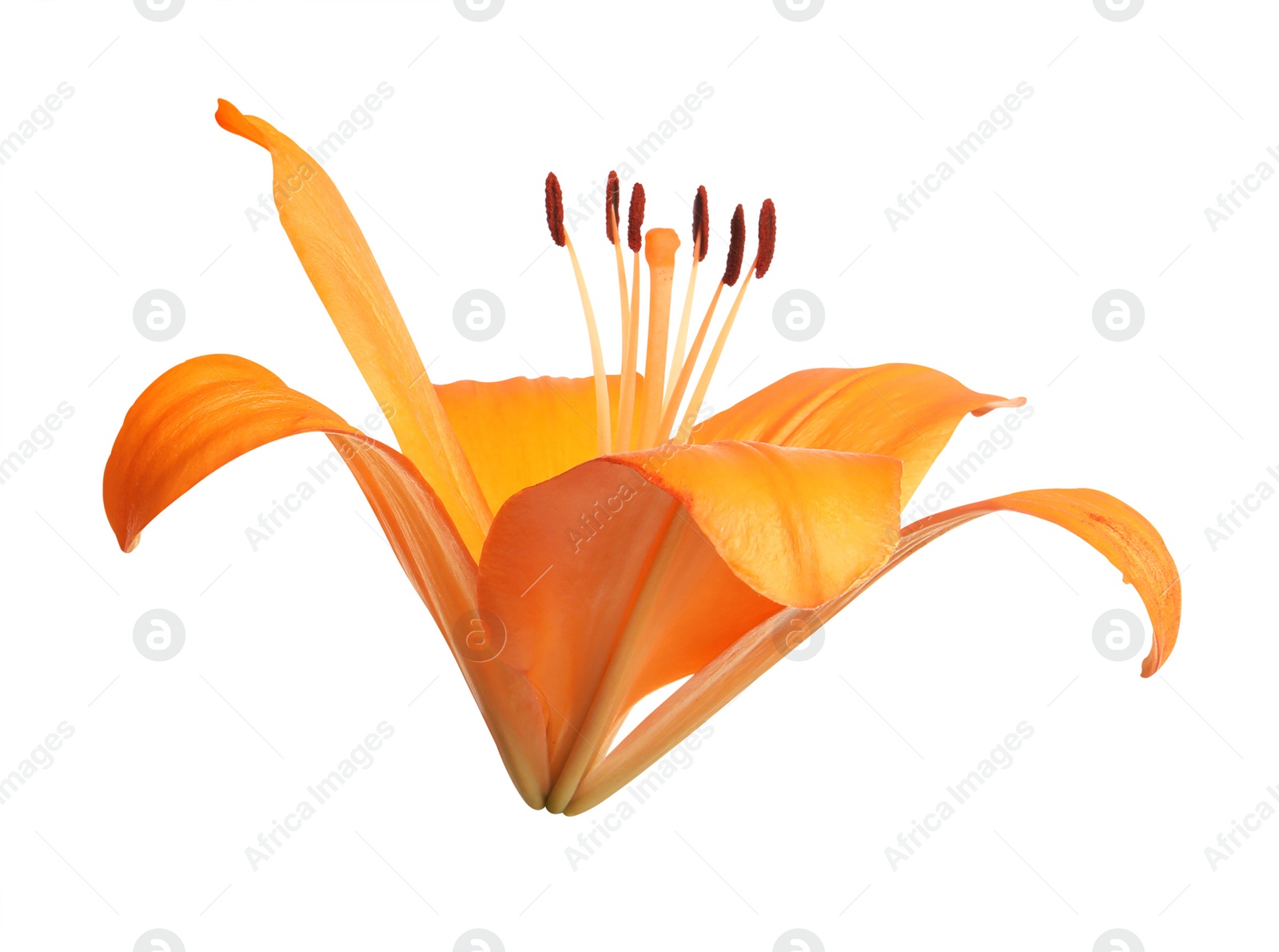 Image of Beautiful blooming orange lily flower isolated on white