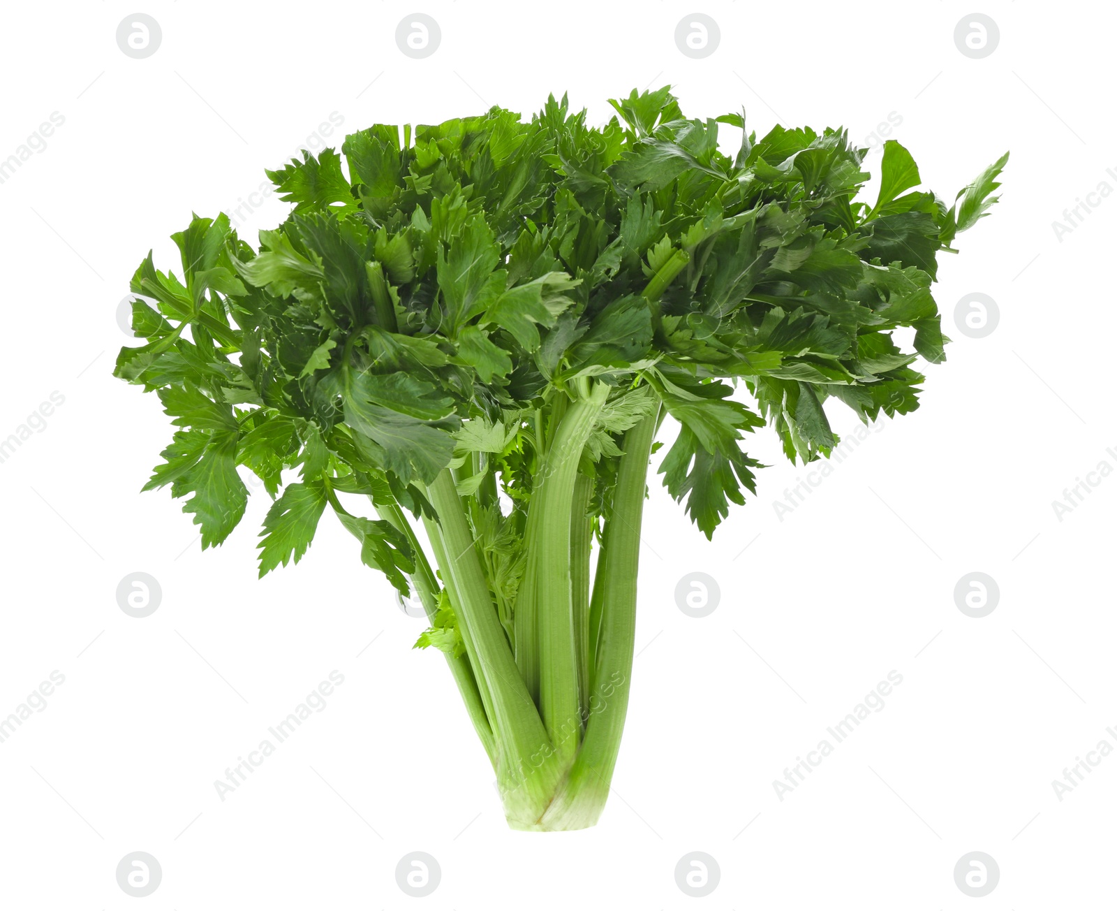 Photo of Fresh green celery bunch isolated on white