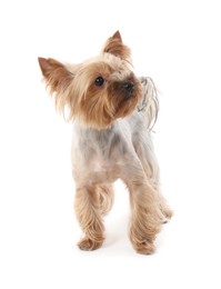 Photo of Adorable Yorkshire Terrier on white background. Cute pet