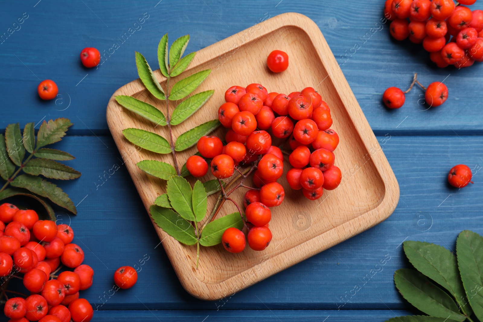 Photo of Fresh ripe rowan berries and leaves on blue wooden table, flat lay
