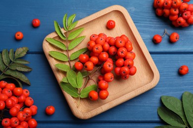 Fresh ripe rowan berries and leaves on blue wooden table, flat lay