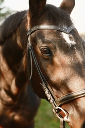 Photo of Beautiful brown horse in leather bridle outdoors, closeup