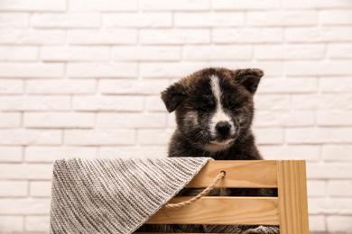 Photo of Akita inu puppy in wooden crate against white brick wall. Cute dog