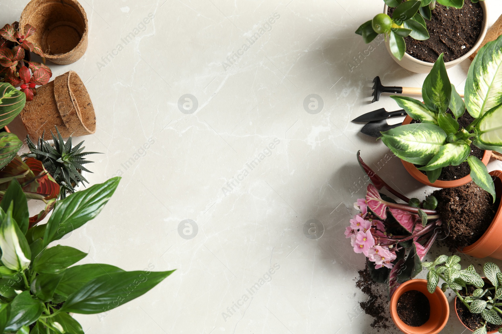 Photo of Flat lay composition with pots, home plants and gardening tools on light background. Space for text