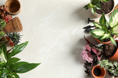 Flat lay composition with pots, home plants and gardening tools on light background. Space for text