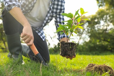 Photo of Man planting young green tree in garden, closeup