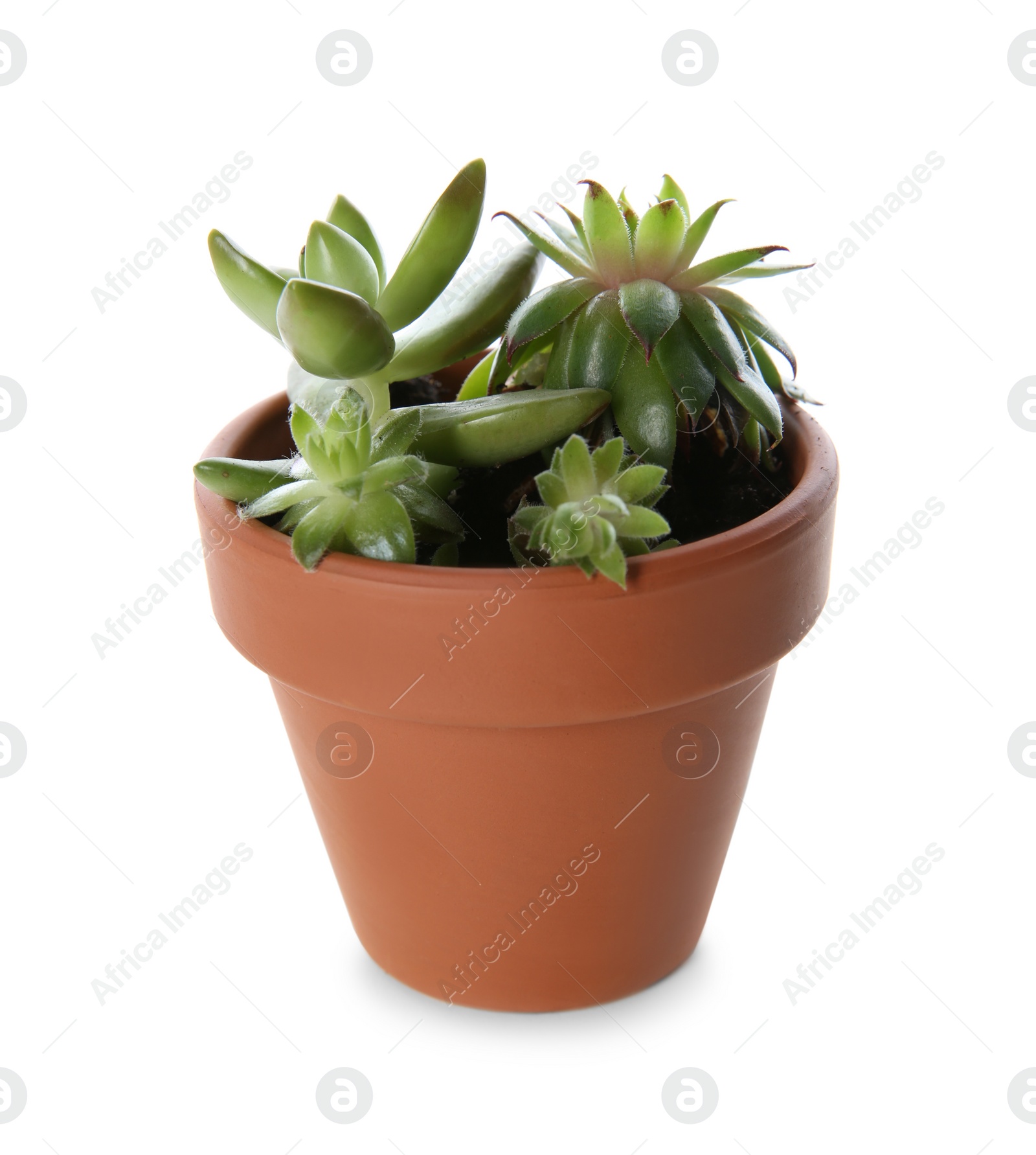 Photo of Beautiful potted echeveria isolated on white. Succulent plant