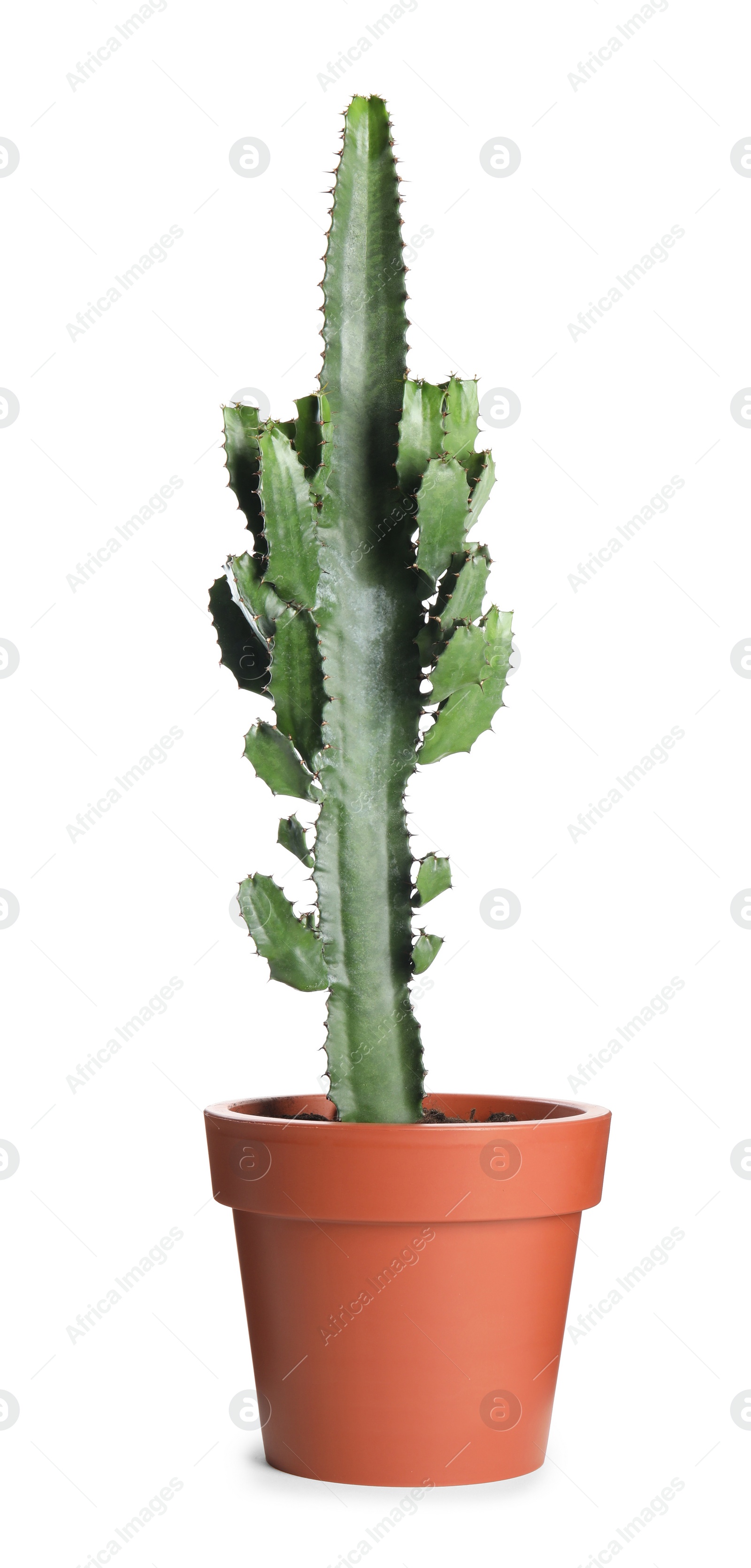 Photo of Beautiful cactus in pot isolated on white