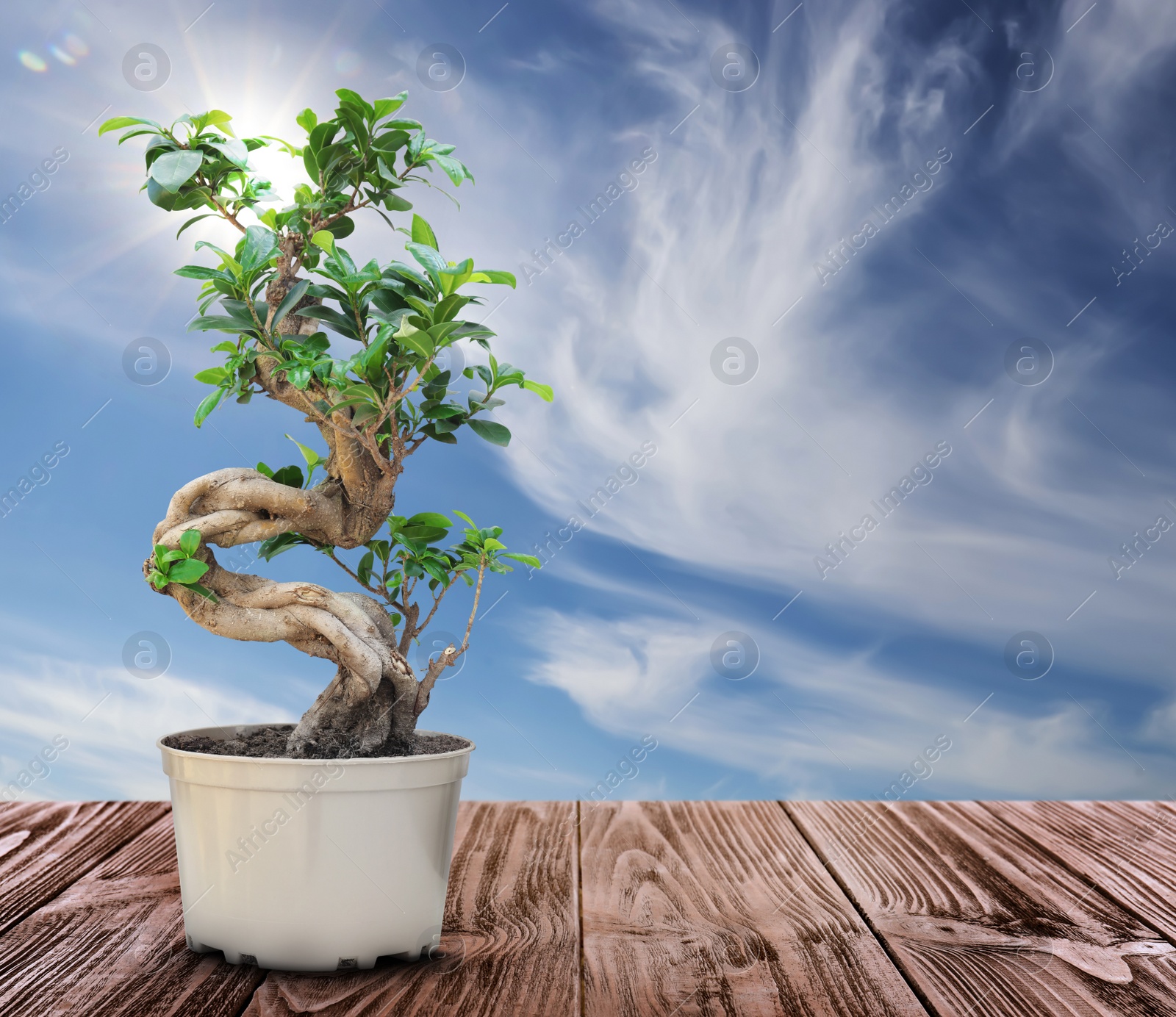 Image of Beautiful bonsai tree in pot on wooden table against blue sky, space for text