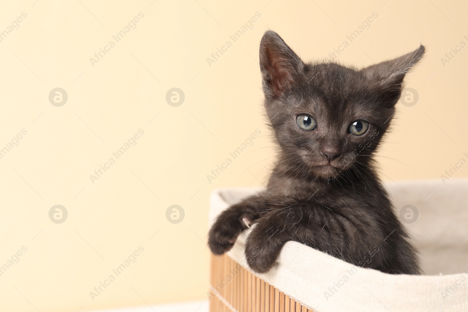 Photo of Cute fluffy kitten in basket against beige background, space for text. Baby animal