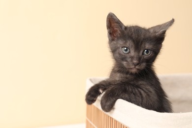 Photo of Cute fluffy kitten in basket against beige background, space for text. Baby animal