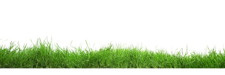 Image of Beautiful lush green grass on white background. Banner design