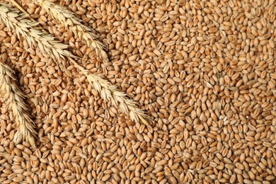 Ears of wheat on grains, top view