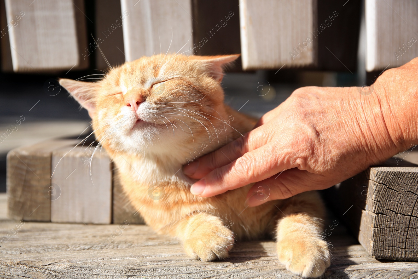 Photo of Woman stroking stray cat outdoors, closeup. Homeless animal