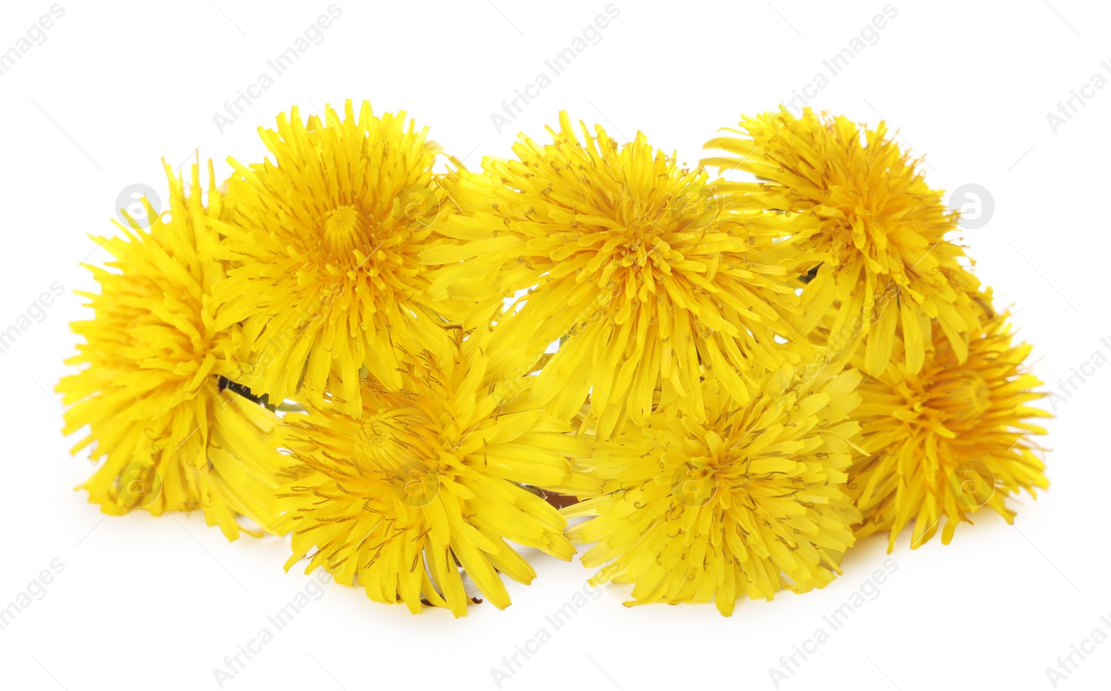 Photo of Beautiful blooming yellow dandelions on white background