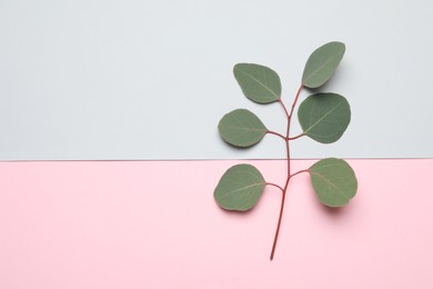 Eucalyptus branch with fresh leaves on color background, top view. Space for text