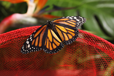 Photo of Beautiful monarch butterfly on net in garden