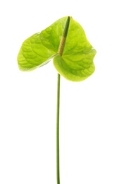 Photo of Beautiful green anthurium flower on white background. Tropical plant