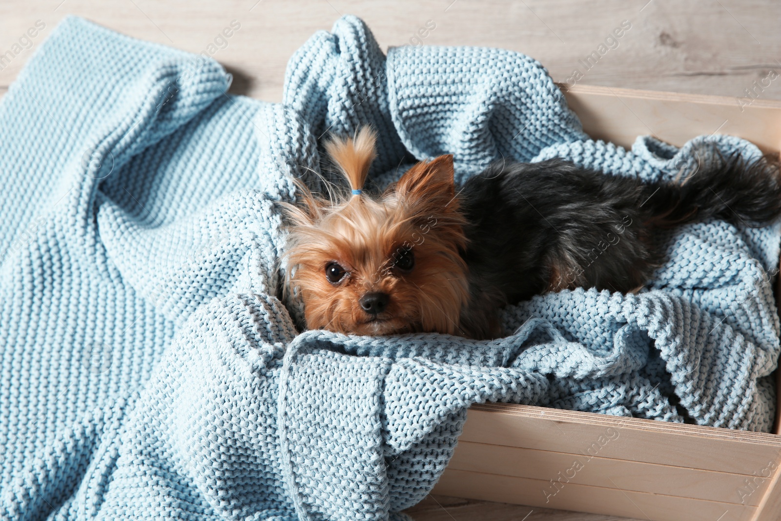 Photo of Yorkshire terrier in wooden crate on floor. Happy dog