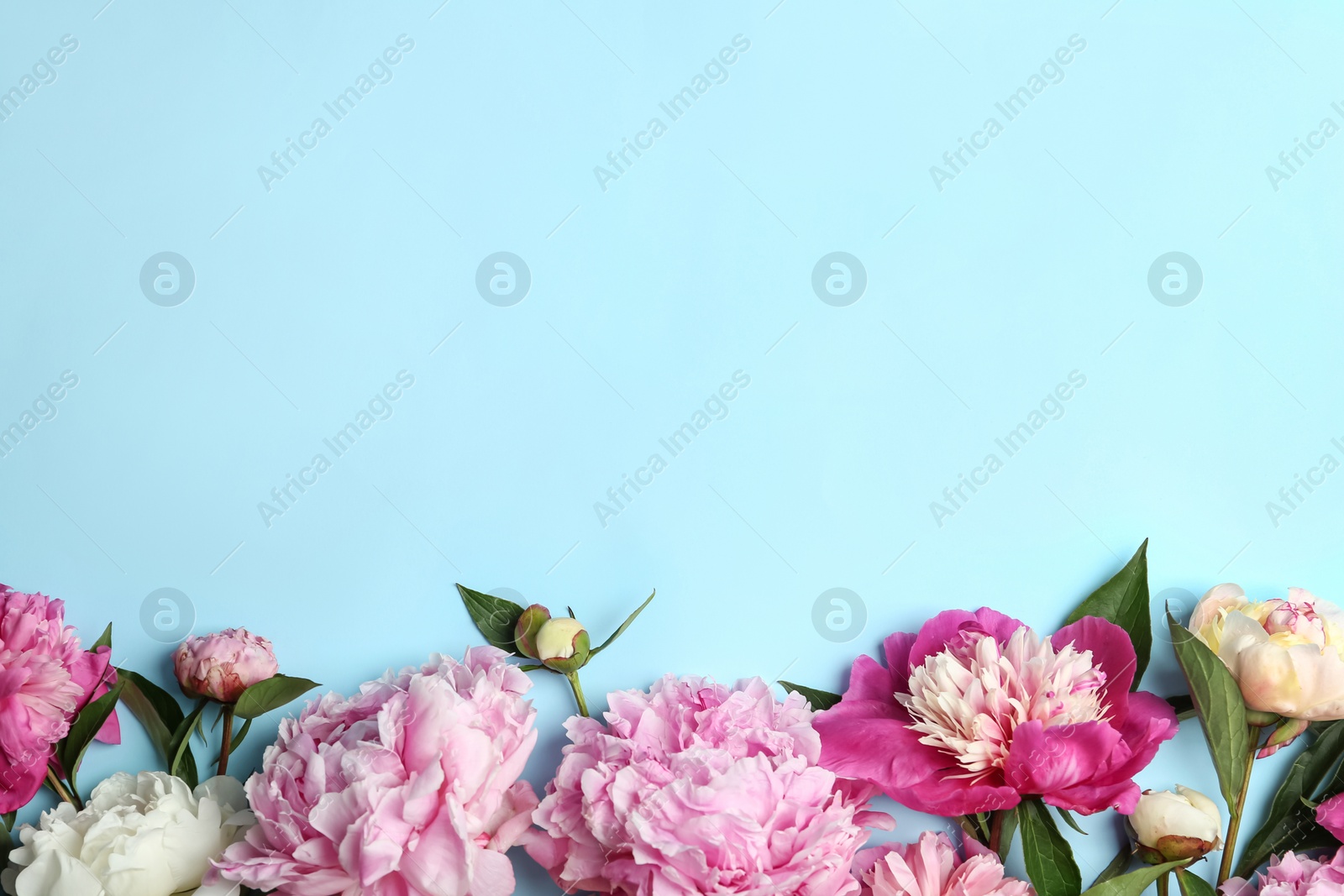 Photo of Beautiful peonies on light blue background, flat lay. Space for text