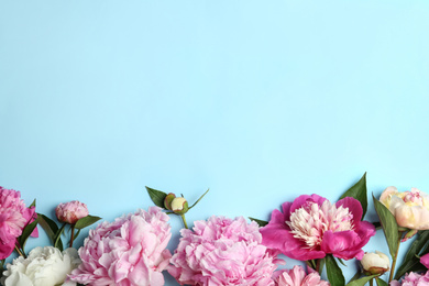 Beautiful peonies on light blue background, flat lay. Space for text