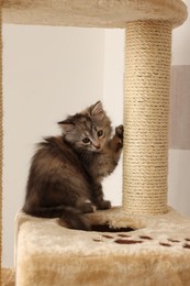 Cute fluffy kitten on cat tree at home
