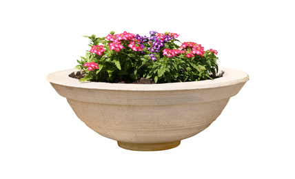 Beautiful flowers in stone plant pot on white background 