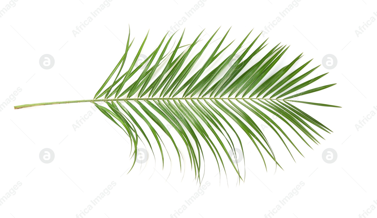 Photo of Beautiful tropical Sago palm leaf on white background