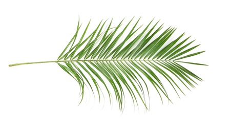 Photo of Beautiful tropical Sago palm leaf on white background