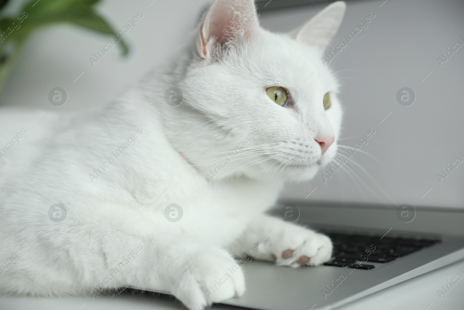 Photo of Adorable white cat lying on laptop at workplace, closeup