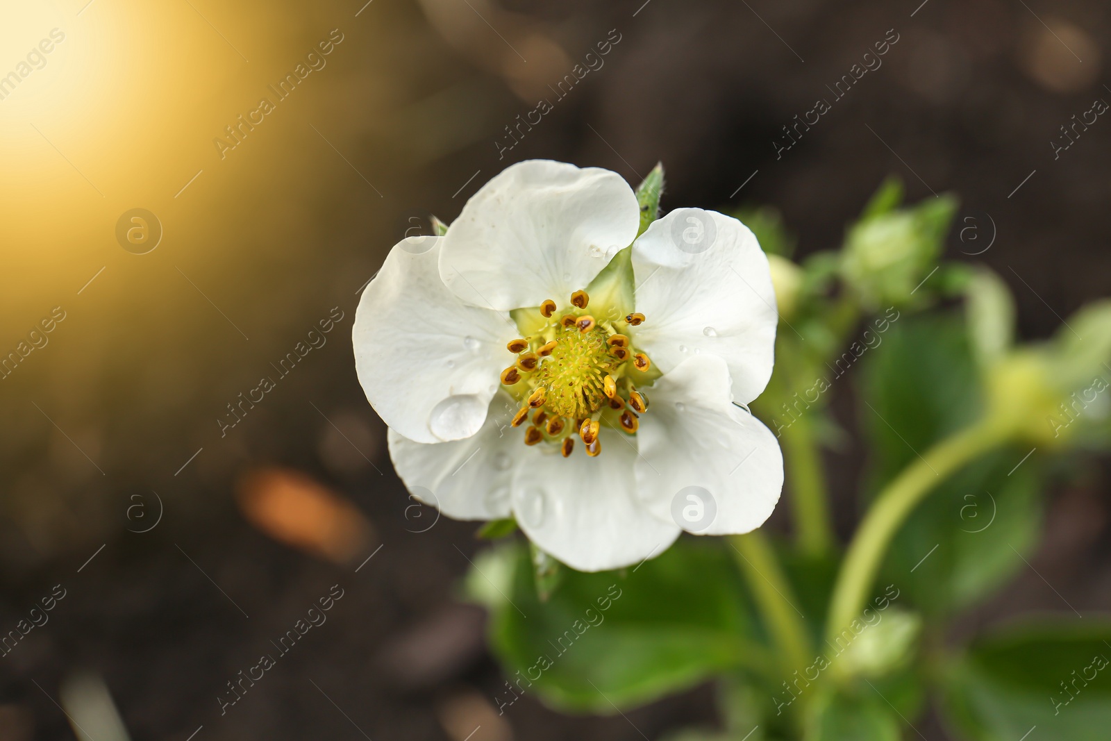Photo of Beautiful blooming strawberry plant with water drops on blurred background, closeup