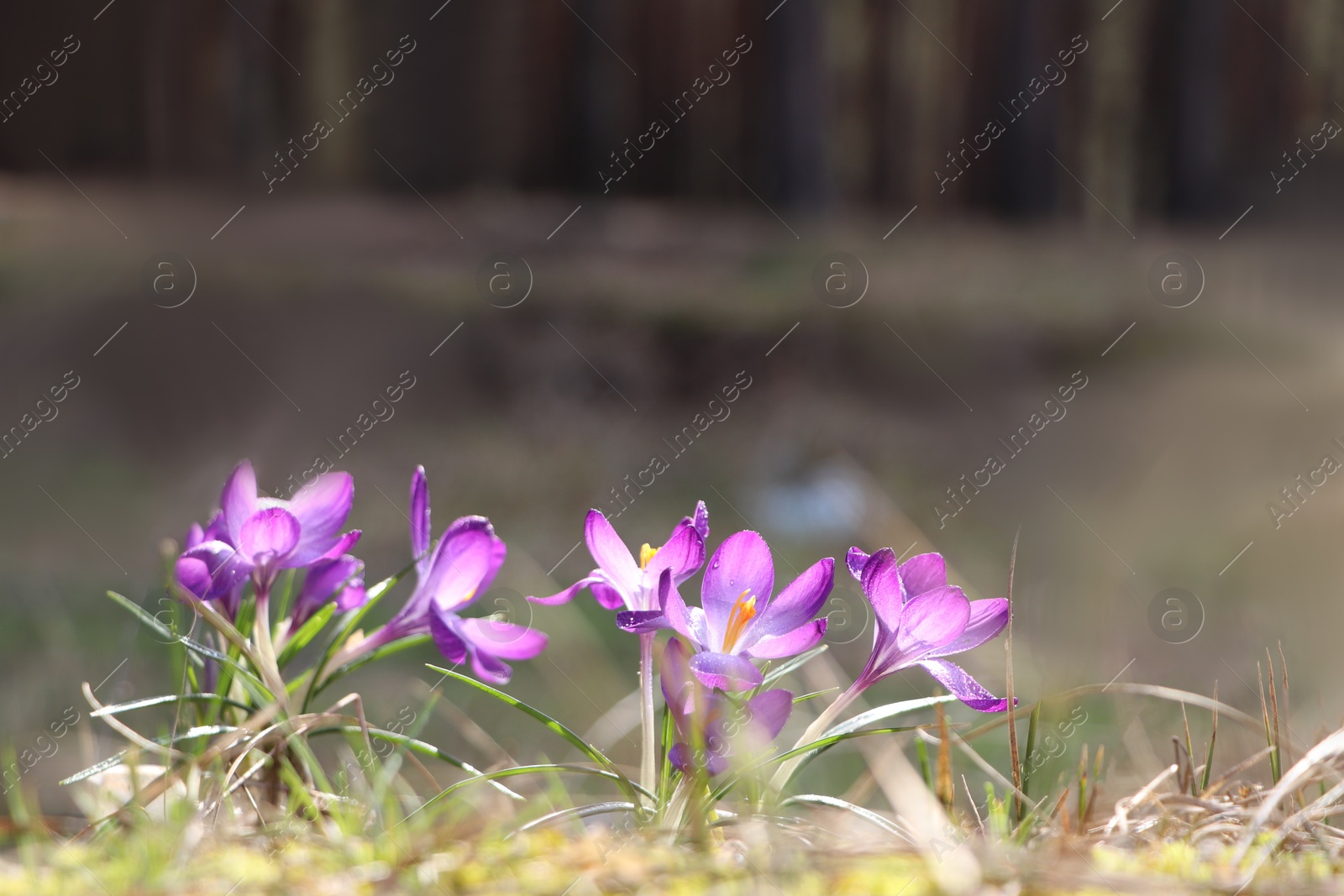 Photo of Fresh purple crocus flowers growing in spring field