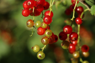 Photo of Closeup view of red currant bush with ripening berries outdoors on sunny day