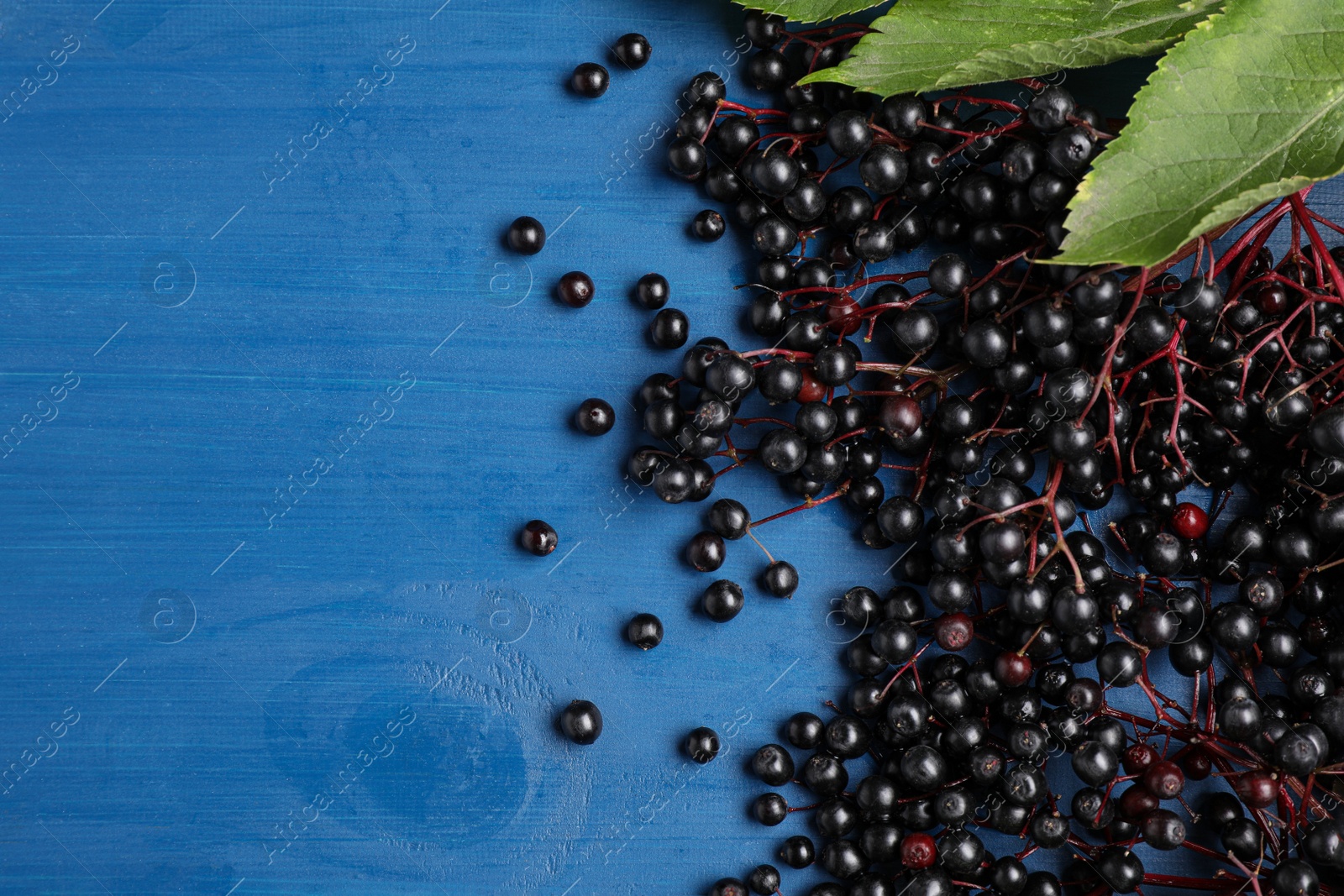 Photo of Ripe elderberries with green leaves on blue wooden table, flat lay. Space for text