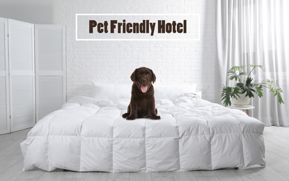 Image of Cute puppy on bed in room. Pet friendly hotel 