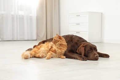 Photo of Cat and dog together on floor indoors. Fluffy friends