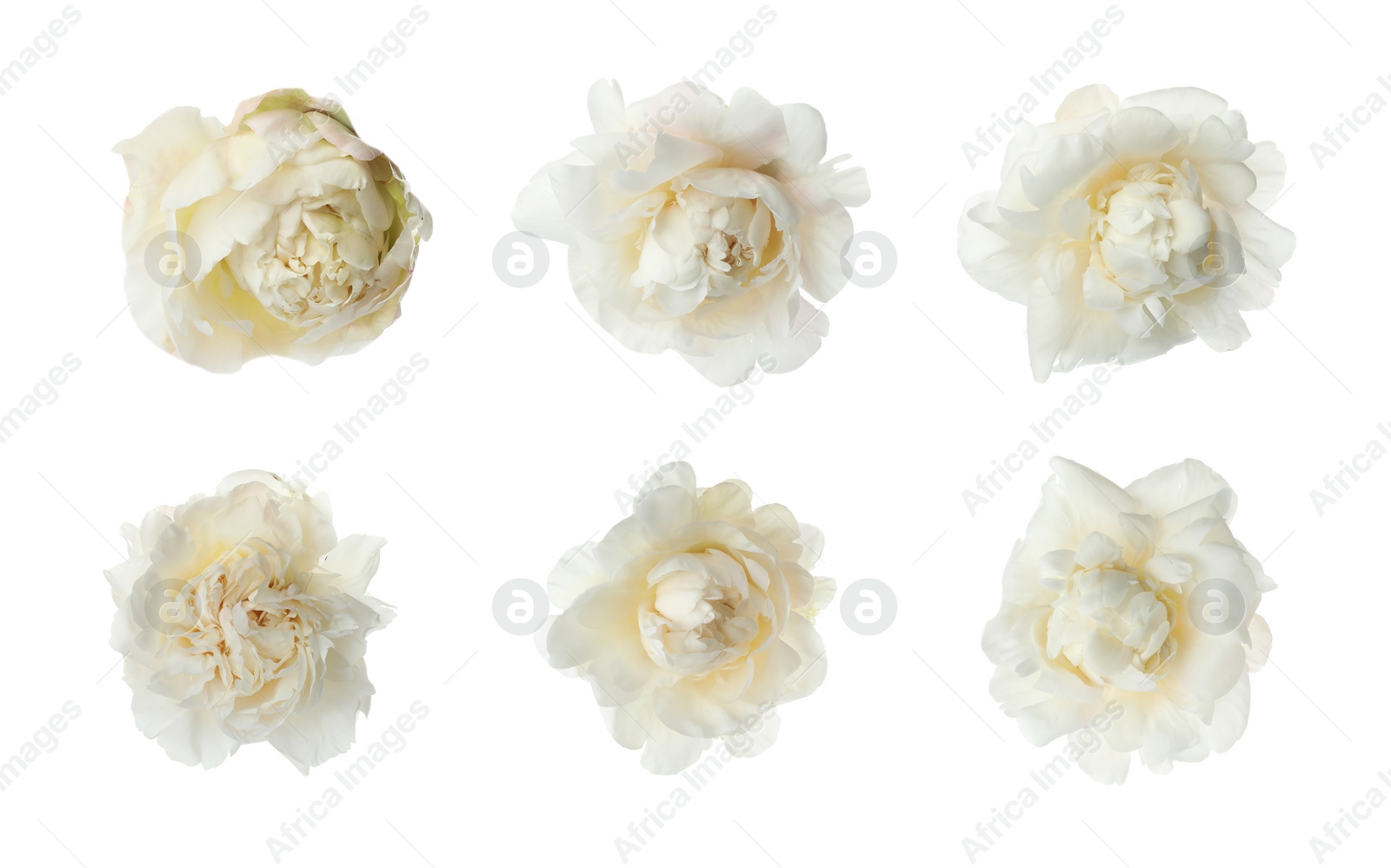 Image of Beautiful fragrant peony flowers on white background