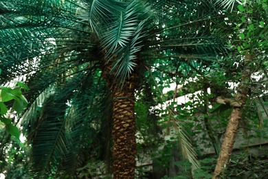 Photo of Different tropical plants with green leaves in botanical garden