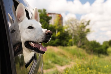 Photo of Cute white Swiss Shepherd dog peeking out car window. Space for text