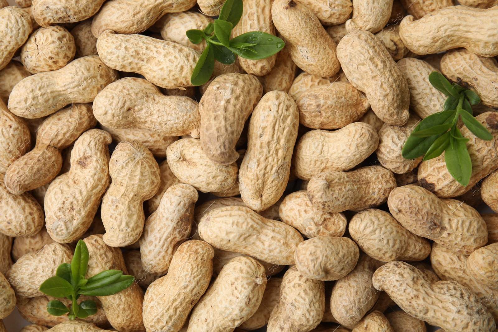 Photo of Many fresh unpeeled peanuts and leaves as background, top view