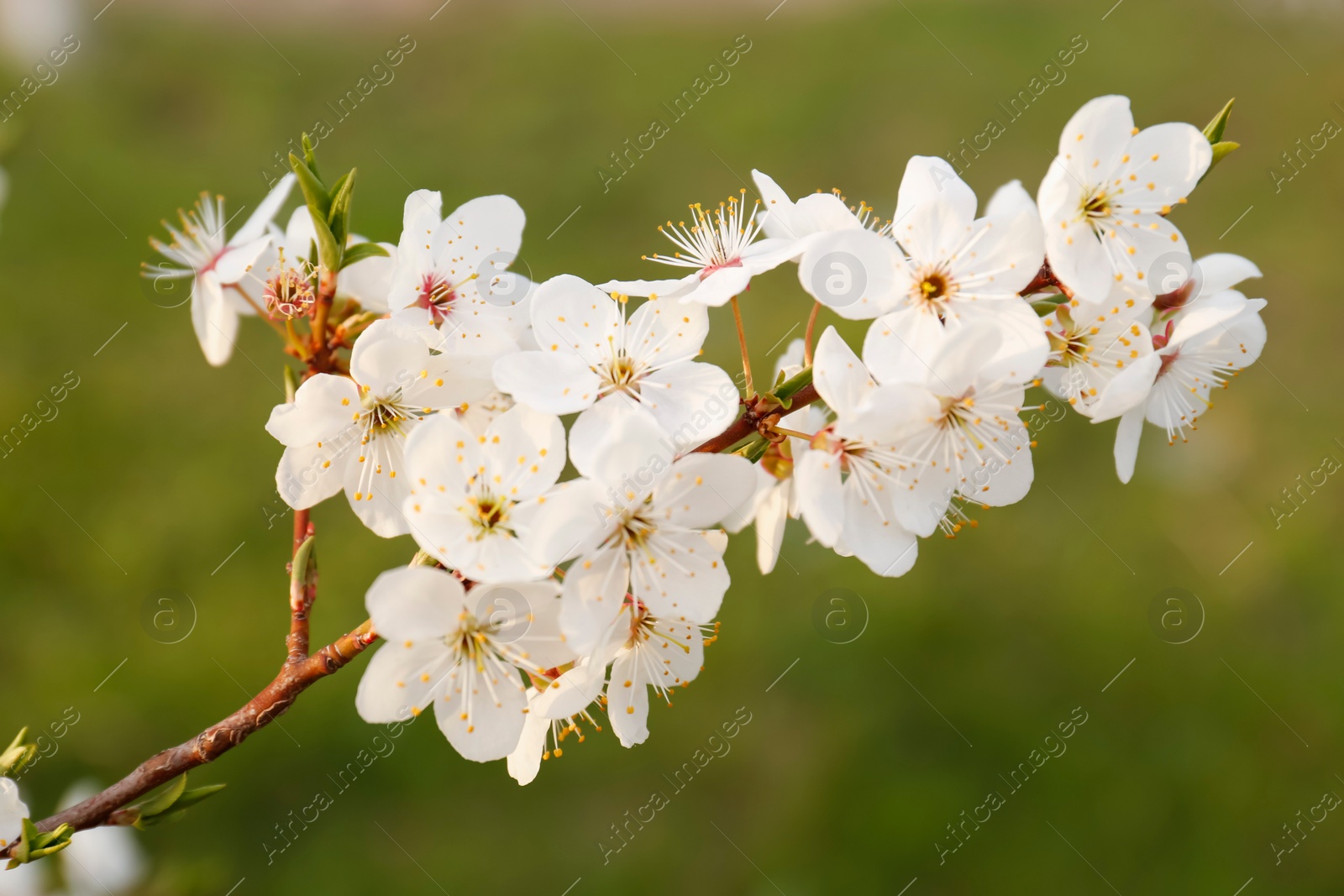 Photo of Branch of beautiful blossoming plum tree outdoors, closeup. Spring season