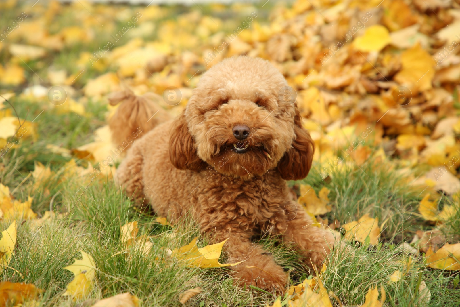 Photo of Cute dog on grass with autumn dry leaves outdoors